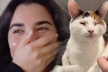 Frau fragt sich, was blinde Katze ohne sie treibt: Was die Kamera offenbart, macht sie völlig fertig