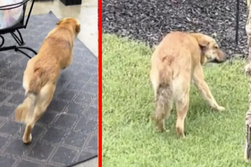 Hund rennt hinaus in den Regen: Wie er dann reagiert, sorgt bei Millionen Usern für Lacher