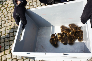 Auf dem Weg zur Zwickauer Mulde: Familie Ente bleibt im Gleisbett stecken