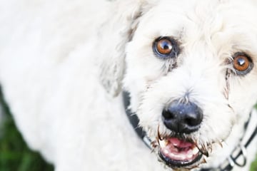 Schreckhafter Mikesch hat in der Vergangenheit leider gebissen: Dabei hat er einen weichen Kern