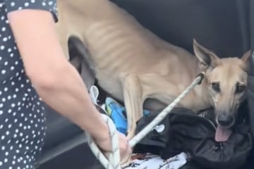 Frau rettet riesigen Hund vor Einschläferung: Als sie dann einen DNA-Test macht, kann sie nur schreien