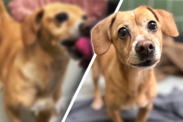 "Habt ihr mich etwa vergessen?": Kleine Hündin wartet noch immer auf ihr großes Glück