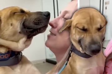 Hund wartet ewig auf ein Zuhause: Als er endlich adoptiert wird, kann er nicht aufhören zu lächeln