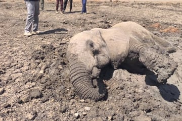 Elefant droht im Schlamm zu versinken: Rettung kommt in letzter Minute
