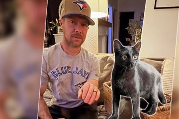 Mann fährt auf Geschäftsreise: Als er nach Hause kommt, hat er plötzlich sieben Katzen in seiner Wohnung