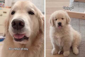 Puppy loves to imitate his big brother in so many sweet ways!