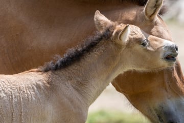 Baby-News aus Hellabrunn: Erstes Wildpferd-Fohlen seit zehn Jahren