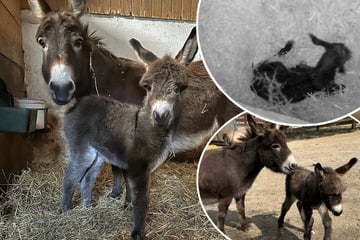 Süßer Nachwuchs im Erzgebirge: Wie soll das Mini-Eselfohlen heißen?