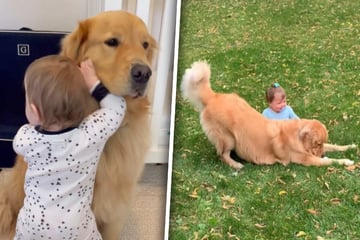 Golden Retriever freut sich, Baby zu sehen: Aber was er tut, lässt er dann lacht