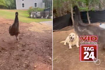 Viral Video of the Day for May 21, 2025: Speed-demon Emu causes chaos by stepping on dog's paw!