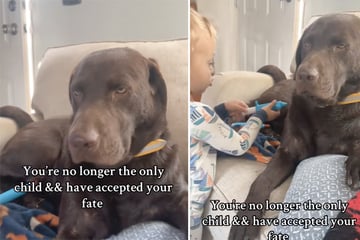 Dog looks hilariously resigned by toddler brother's antics: "No longer the only child"