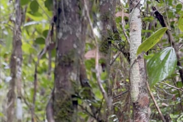 Wanderer fotografieren Baum: Erst Minuten später erkennen sie die Wahrheit