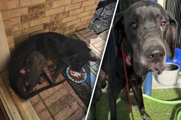 Was ist dieser Seele zugestoßen? Hund kommt extrem vernarbt ins Tierheim