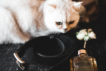 Unterschätzte Gefahr oder kein Problem - Ist Parfum giftig für Katzen?