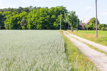 Nächste Getreide-Krise: Hafer-Alarm auf Sachsens Feldern