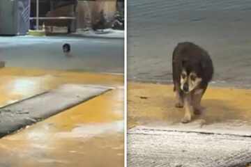 Elderly, blind, and deaf dog is abandoned at a car wash: what he does next shatters hearts