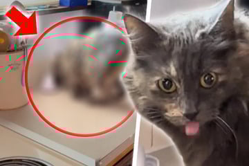 Was dieser Kater in der Küche anstellt, sorgt für Lacher