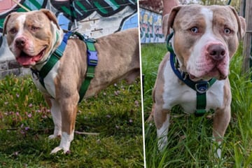 American Bully sucht ein Zuhause: Darum braucht "Coast" Menschen mit Hunde-Erfahrung
