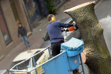 Berlin: In Prenzlauer Berg müssen zwei Bäume gefällt werden: Das ist der Grund!