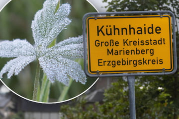 Minusgrade in Sachsen: Frost-Schock mitten im Juli
