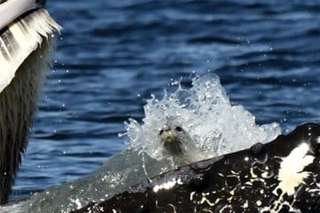 Unusual meal: Humpback whale almost accidentally swallows this animal