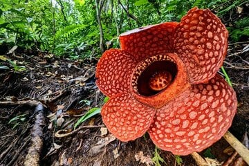 Rekordblume ist Wunder der Evolution - doch die größte Blume der Welt hat einen Haken