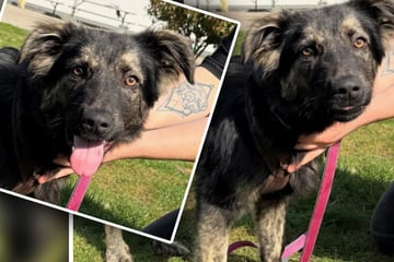 Junger Mischling träumt von einem Neustart: Balu wäre ein toller Familienhund