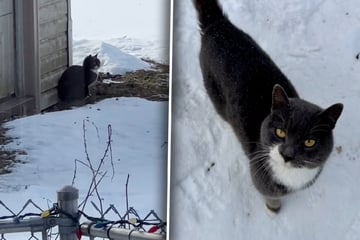 Katze irrt in Eiseskälte umher: Frau greift ein und richtet klare Botschaft an Besitzer