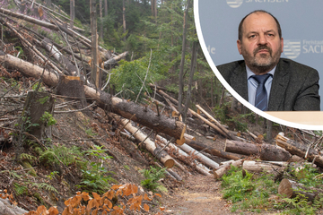 Streit ums Totholz im Nationalpark: Gutachter rät zur Waldbrand-Erziehung à la DDR