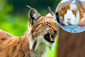 Zoo bittet um "gesunde" Haustiere als Futterspenden für Raubtiere