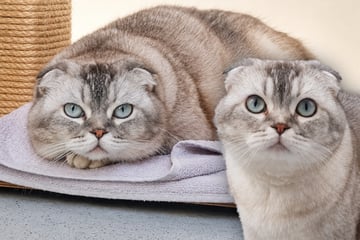 Besitzer geben Katze im Tierheim ab, Pfleger schauen genauer hin