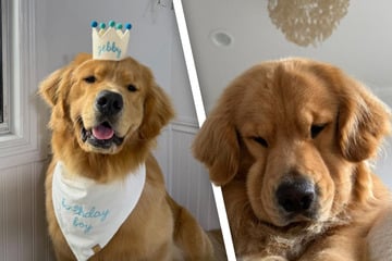 Warum man einen Golden Retriever haben sollte? "Argumente" eines Frauchens sorgen für Lachkrämpfe