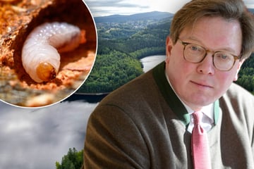 Extremwetter und Insektenbefall: So geht's Sachsens Wäldern
