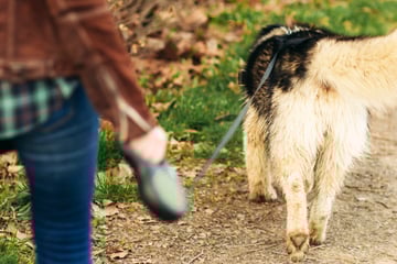 Mit Klingen eines Cuttermessers! Hundebesitzerin findet Tierköder, Polizei warnt