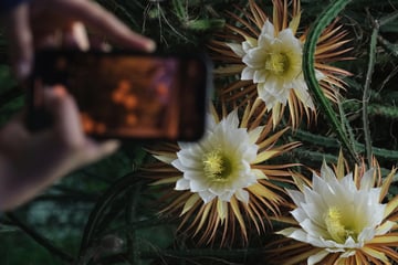 Leipzig: Nur ein einziges Mal im Jahr und nur nachts: Besondere Blume blüht in Leipzig