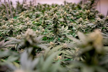 Wohnungs-Durchsuchungen in Magdeburg: Mehrere Kilo Marihuana entdeckt