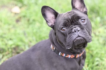 Frechdachs mit großem Herz: Fundhund Mike sucht endlich sein Happy End