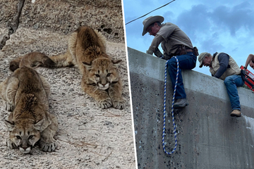 Mountain lion cubs saved from watery demise in heroic rescue