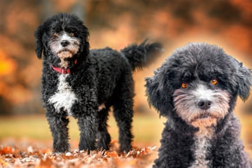 Wuscheliger Hund muss sein Bündel packen: Findet Titos sein Happy End?