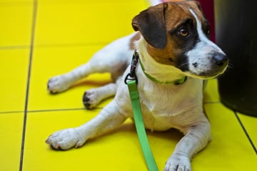 Besitzer hatte ihn nur kurz angeleint: 35-Jähriger stiehlt fremden Hund