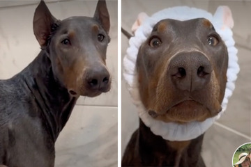 Doberman turns bath day into an event with a lavish beauty routine!