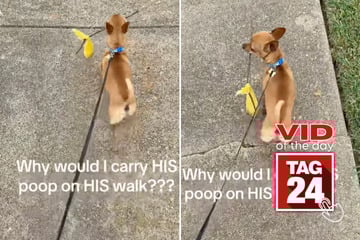 Viral Video of the Day for August 4, 2025: Dog carries his own poop in the most hilarious way
