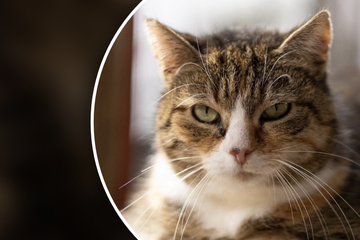 Tierheim macht beunruhigende Beobachtung bei Katze, dann folgt traurige Gewissheit