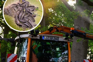 Leipzig: Neues Pilotprojekt: Leipzig engagiert jetzt Millionen Fadenwürmer als Raupen-Killer