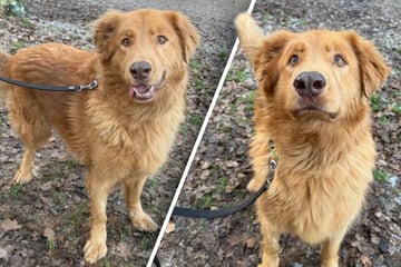 Anhänglicher Hund sucht Menschen, die ihm endlich die Sonnenseite des Lebens zeigen