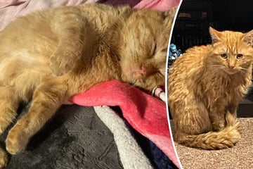 Katze friert im Schneesturm: Was ihr dann wiederfährt, rührt zu Tränen