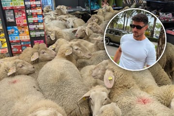 Nach Schaf-Invasion bei Penny: Was hat dieser Influencer damit zu tun?