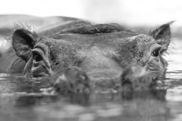 Berlin: Trauer im Zoo Berlin: Kult-Nilpferd Kathi mit 50 Jahren gestorben