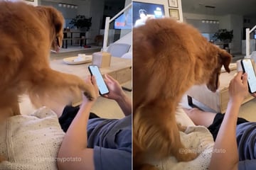 Mann hört auf zu streicheln, doch was sein Hund dann macht, lässt Herzen schmelzen