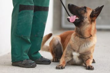Schäferhund will seine Pechsträhne endlich beenden: Ob Chido eine Chance hat?